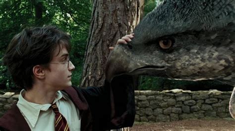 Theres A Video Of A Real Life Hippogriff And Were Freaking Out