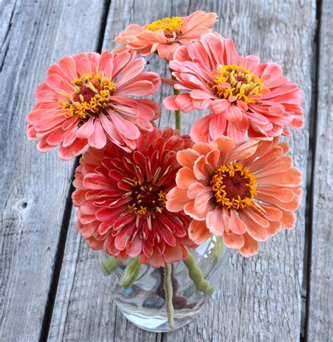 There's really nothing like fresh tulips at this time of year. Benary's Giant Salmon Rose Zinnia, Great for Cut Flower ...