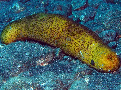 Paradoxical Sea Cucumber Bohadschia Paradoxa Big Island Hawaii