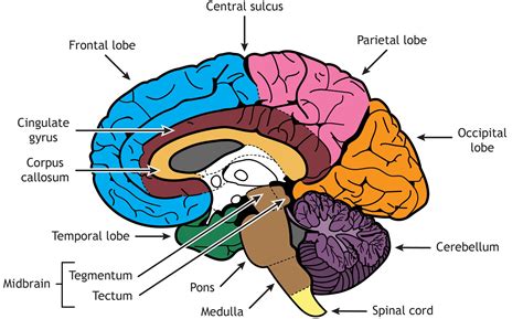 Brain Structure Differentiation Introduction To Neuroscience