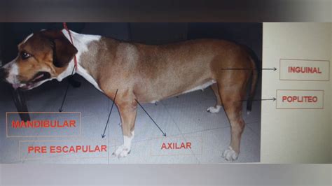 Examen Clinico General Y Ganglios Linfaticos Palpables En Caninos Youtube