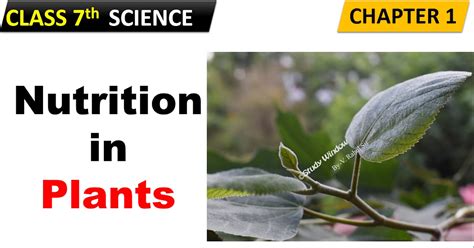 Nutrition In Plants Class 7 Science Notes Studywindow A Free Online