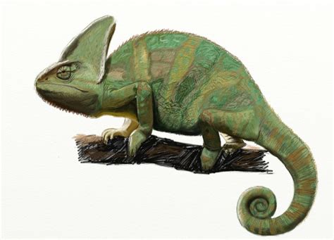 Have you had difficulty figuring out where to start, what path if you're looking for help with a personal issue, you may find better advice at the subreddits at the bottom of this sidebar. How to Draw a Chameleon - Draw Step by Step