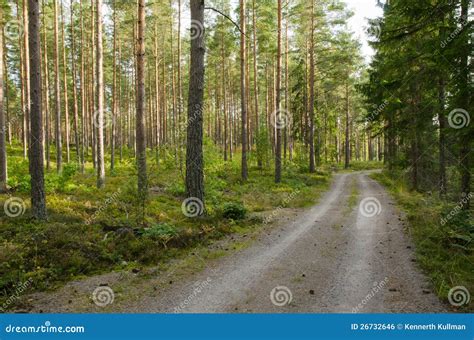 Road Into A Pine Forest Stock Photo Image Of Sunlight 26732646