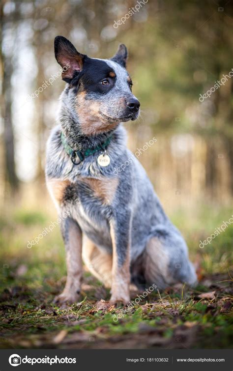 Australian Cattle Dog Blue Heeler — Stock Photo © Adrianajaworska