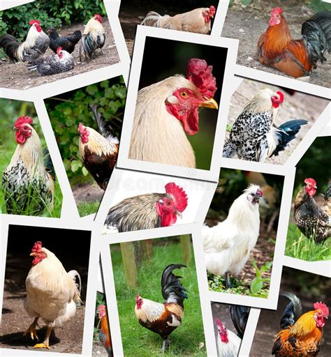 Chicken Rooster Collage Stock Image Image Of Farm Poultry 25502083
