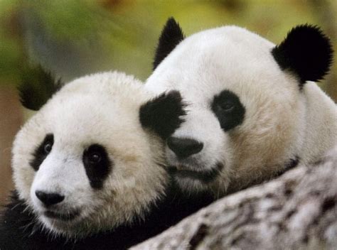 Panda Cub Born At Washington Zoo Dies World Cn