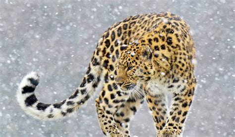 Amur Leopard Living In Alaska