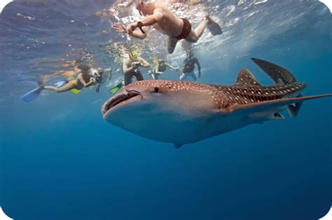 Diving Down Under Western Australias Top Ten Marine Life
