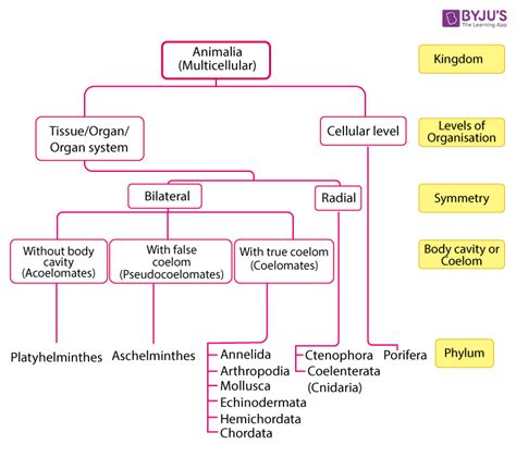 Chart Of Animal Kingdom