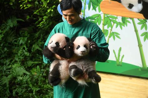 Its Baby Giant Panda Picture Time Yall Business Insider