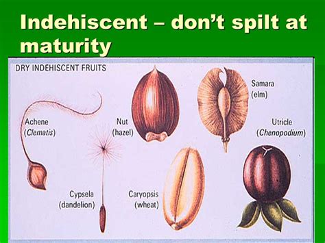 Indehiscent Plantfacts