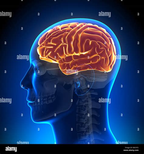 l anatomie du cerveau full photo stock alamy
