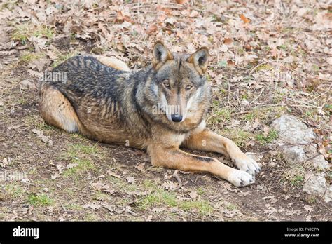 Italian Wolves Canis Lupus Italicus Hi Res Stock Photography And Images