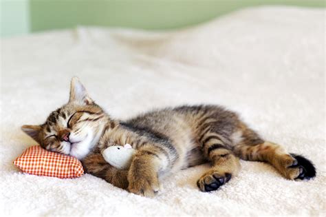 Sleeping Cat Blank Template Imgflip