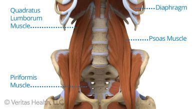 The Essential Role Of The Psoas Muscle Psoas Muscle Muscle Be Kind