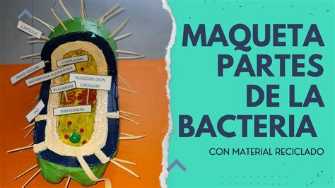 Maqueta Partes De La Bacteria Con Reciclaje ♻🤩mvrc♻ Youtube