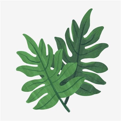 Tropical Rainforest Leaves Illustration Fresh Style Nature Png