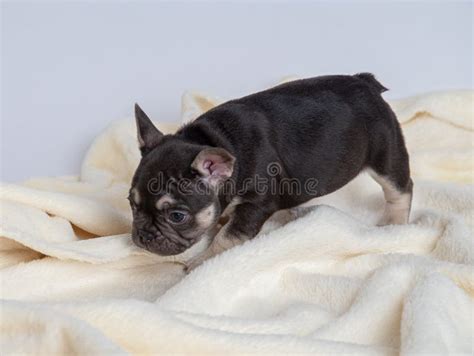 4 Weeks Puppy French Bulldog Stock Photo Image Of England Imported