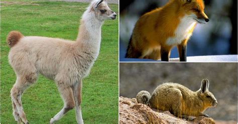 Especies Del Ecuador Fauna De La Región Sierra