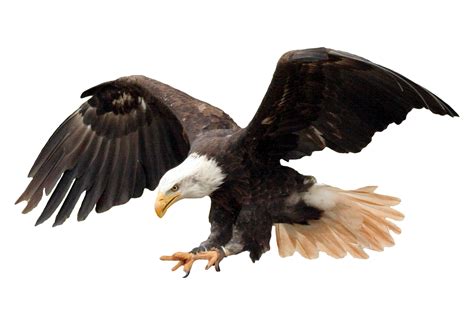 American Bald Eagle Clipart Hd Png American Eagle Flag Png Usa Png
