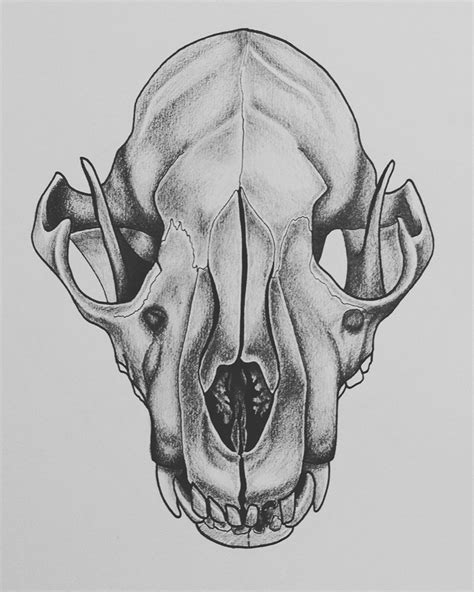 Wolf Skull By Shantellesimsart On Deviantart