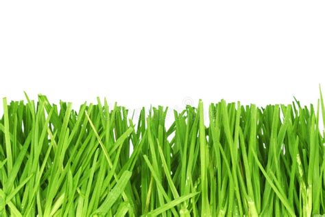 Fresh Cut Grass Stock Photo Image Of Organic Fresh Garden 4428352