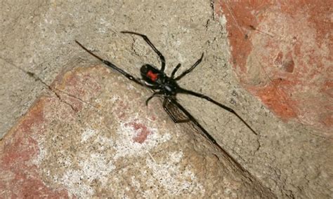Black Widow Spiders Thrasher Termite And Pest Control