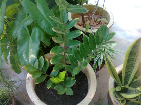 Banyak juga kebaikan sebenarnya mempunyai indoor plant ni. aku & kehidupan ini: pokok hiasan di luar rumah