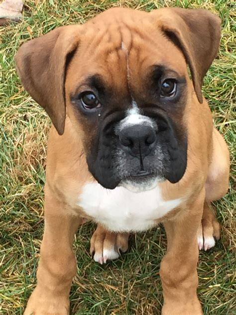 A Good Looking Boxer Pup I Love The White Marking Just Behind The