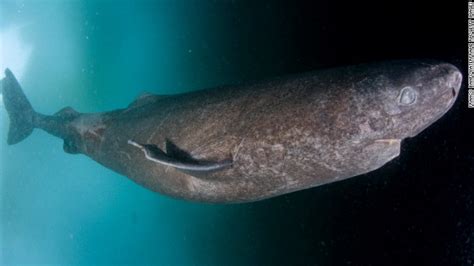 est100 一些攝影(some photos): Greenland shark, longest-living vertebrate. 格