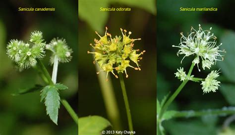 Sanicula Canadensis Canadian Black Snakeroot Minnesota Wildflowers