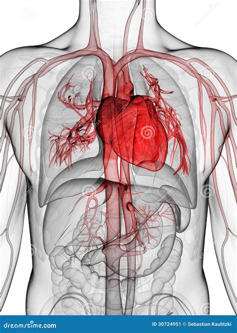 Corazón Humano Stock De Ilustración Ilustración De Sistema 30724951