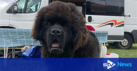 Newfoundland Dogs Trained To Rescue People From Drowning Flipboard