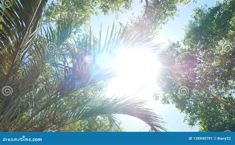 Sunlight Shining Through Palm Tree Leaves With Lens Flare At The Beach Stock Image Image Of
