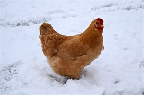 Pages Of Allison Chickens In The Snow