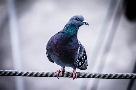 Fotos Gratis Pájaro Ala Animal Urbano Fauna Silvestre Retrato