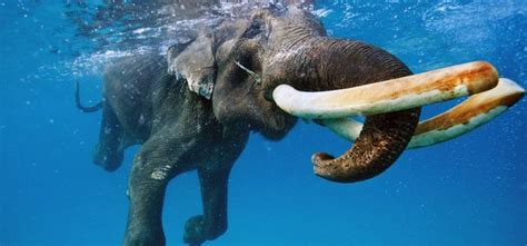 Rajan The Seaswimming Elephant Of Havelock Island