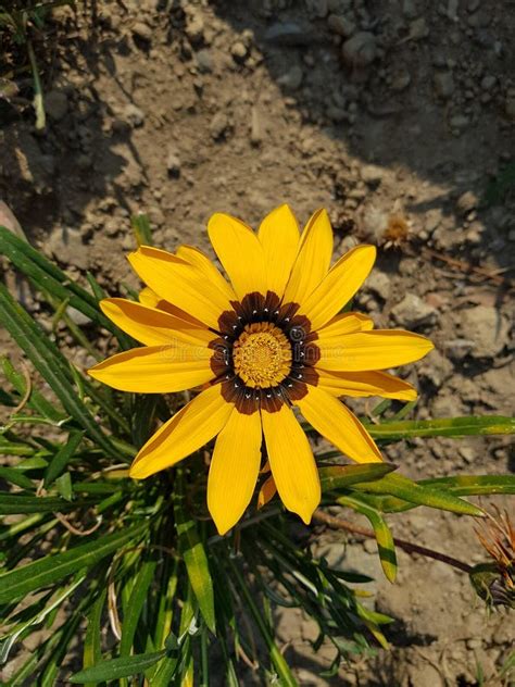 Yellow Gazania Flower In A Garden Stock Image Image Of Decorative