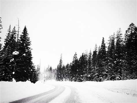 Free Images Tree Snow Winter Black And White Weather Season