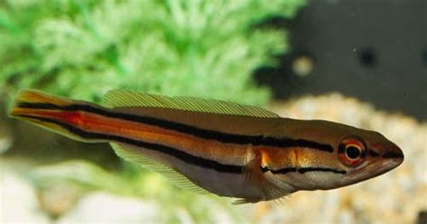 Nama ilmiah ikan keli disebutnya chlarias melanodemrma. tanjong agro: IKAN HIASAN - Snakehead