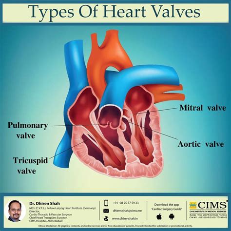 Types Of Heart Valves The Best Cardiac Surgeon In Ahmedabad And Best