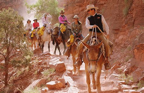 Grand Canyon On The Trail Theme Portrays Donkey Falling Off The Edge