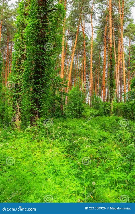 Pine Forest In Summer Day Stock Photo Image Of Beauty 221050926