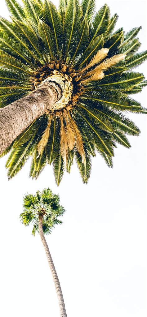 Green Palm Tree Under White Sky Iphone 11 Wallpapers Free Download