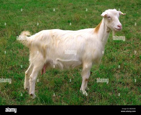 Goat Hi Res Stock Photography And Images Alamy