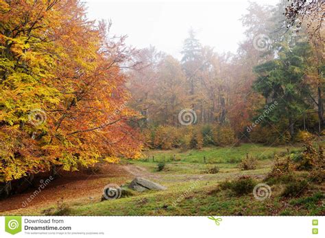 Morning Fog In The Beech Forest Stock Image Image Of Morning Spruce