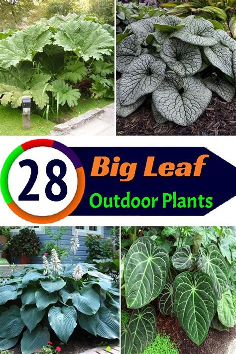 28 Stunning Big Foliage Outdoor Plants To Create Statement Big Leaf