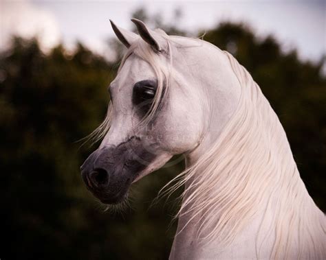 Royal Calvary Of Oman Beautiful Arabian Horses Majestic Horse Most