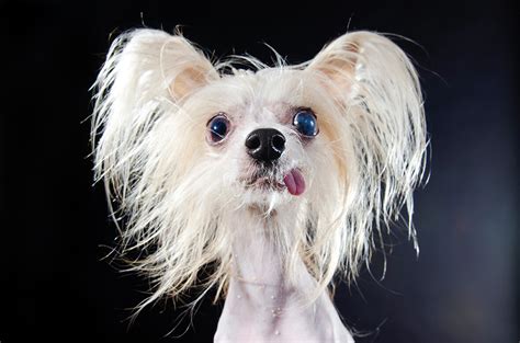 Photos Hairless Dogs Captured By Sophie Gamand Metro Us